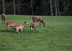 Parc National de Killarney (58)